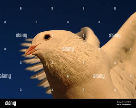 White Dove In Flight In Evening Sky Stock Photo Alamy