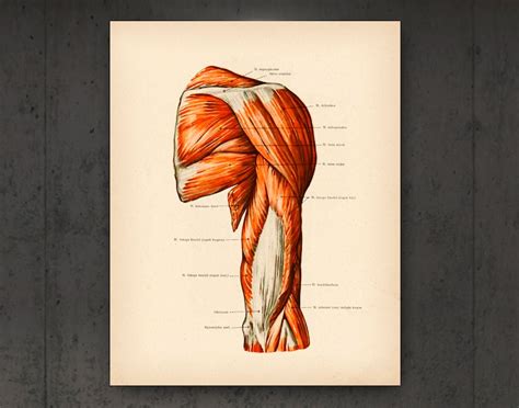 Muscular System Vintage Anatomy Posters Anatomical Muscles Etsy