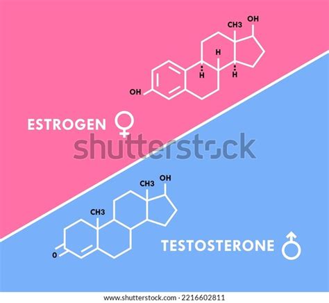 Estrogen Testosterone Hormones Symbol Sex Hormones Stock Vector Royalty Free 2216602811