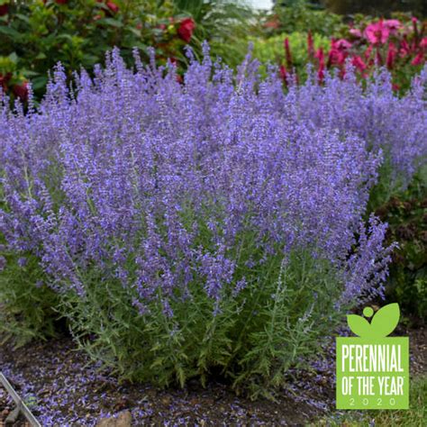 Photo Essay Proven Winners® Perennial Of The Year Perennial Resource