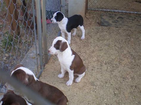 Stephens Cur Stephens Stock Mountain Cur Info Puppies Pictures