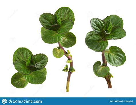Set Of Small Sprig With Green Leaves Of Mint Isolated Stock Image