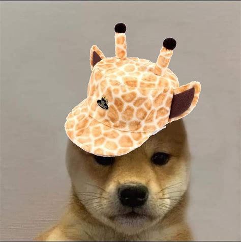 Dog Projects Dog Hat Dog Images Onsies Shiba Inu Animal Memes