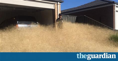 fast growing tumbleweed called hairy panic blows into australian city australia news the