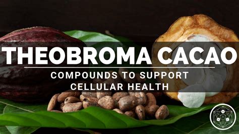 Theobroma Cacao Seed Extract Sources And Benefits