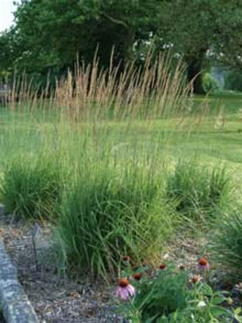 How To Grow Karl Foerster Grass Horticulture