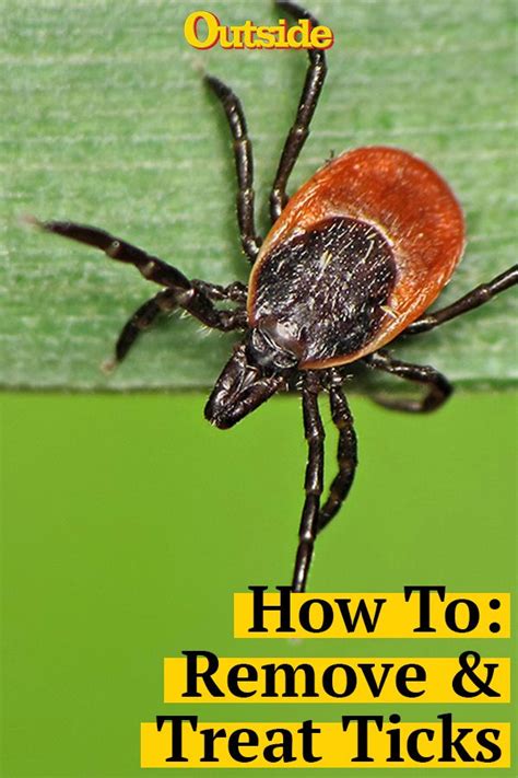 How To Remove Seed Ticks