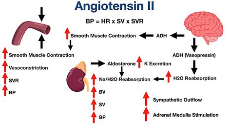 Angiotensin Ii Receptor Blockers Arbs Indications Side Effects