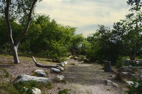 Stone Path Forest Background Stock 0317 Yellowsky By