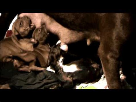 This is important since puppies cannot regulate their own body temperatures until they are 3 weeks old. 7 Pit Bull puppies 3 weeks old - YouTube