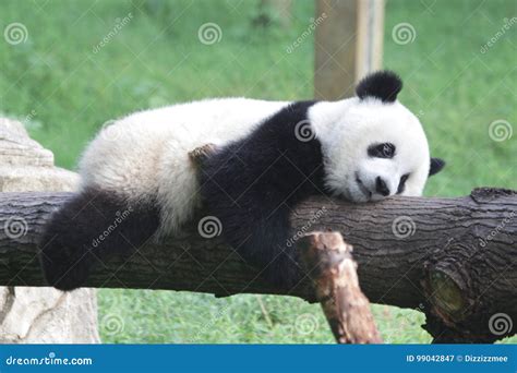 Cute Fluffy Panda Is Crawling On The Beam Stock Image Image Of