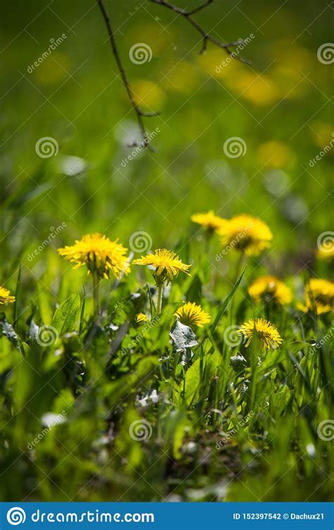 Beautiful Bright Yellow Dandelions Blossoming In The Grass Stock
