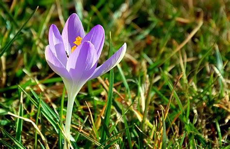 Krokus Lila Frühling Kostenloses Foto Auf Pixabay Pixabay