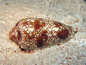 Cone Snail Wikipedia