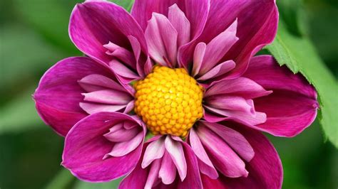 Drool Worthy Dahlia Varieties For Every Garden And Bouquet Sunset