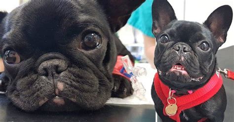 She Was Diagnosed With Brachycephalic Obstructive Airway Syndrome Boas