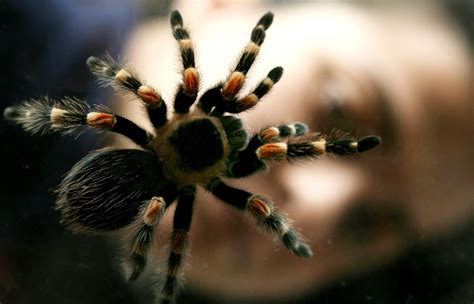Arachnophobes Beware Tarantulas Migrating Through Southeastern Colorado Lamar Ledger