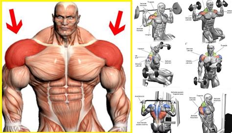 Building Muscle How To Build Up Your Shoulders All