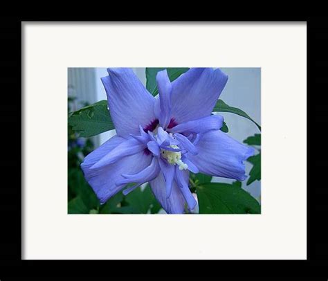 Blue Rose Of Sharon Framed Print By Michiale Schneider