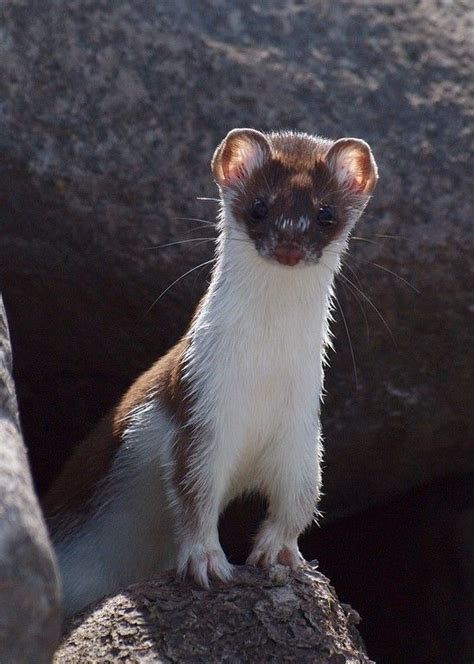 Least Weasel Mustela Nivalis By Ramendan Cute Animals Animal