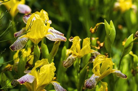Yellow Iris Flower With Blurred Natural Background Close Up Photo