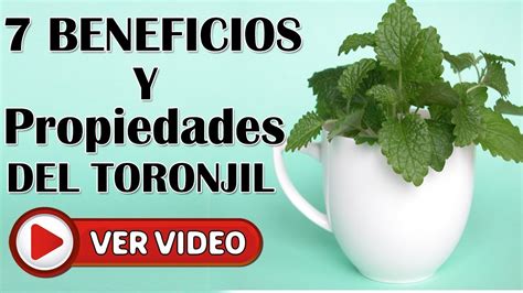 Para Que Sirve El Toronjil Morado Como Planta Medicinal Plantă Blog