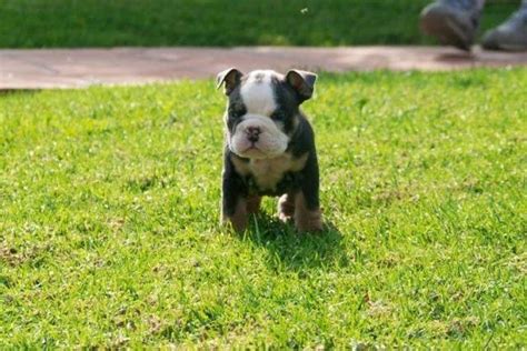 Akc English Bulldog Blue Tri Puppies For Sale In Los Angeles
