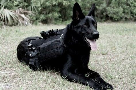 Gsd In Tactical Gear German Shepherd Dogs Black German Shepherd Dog