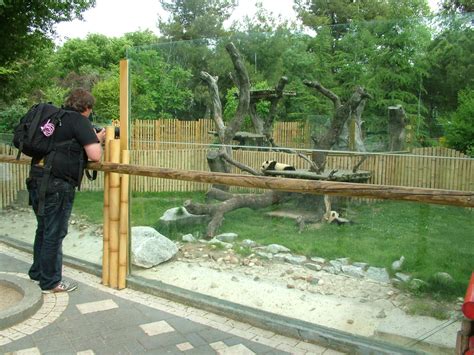 Giant Panda Exhibit At Madrid Zoo Aquarium 260511 Zoochat