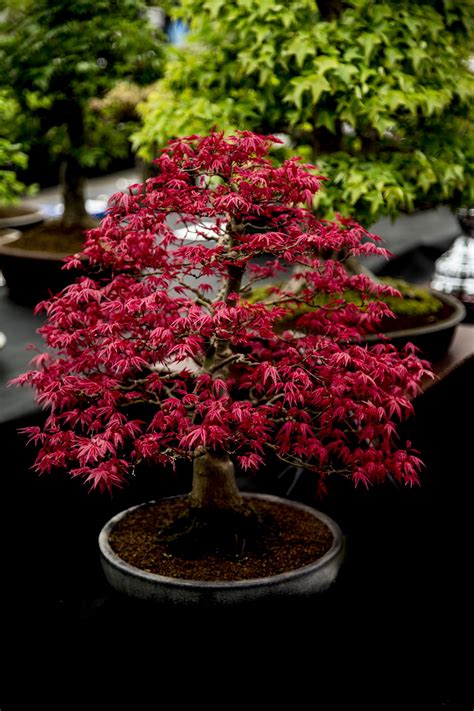 Bonsai Tree Free Stock Photo - Public Domain Pictures