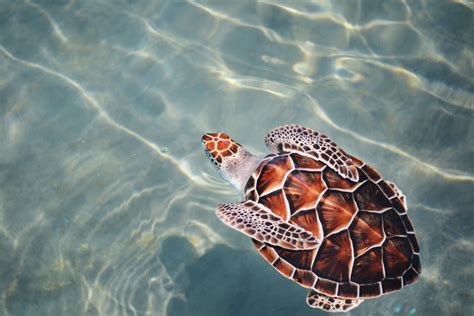 Turtle Trails 5 Of The Best Places To Spot Turtles Around The Globe