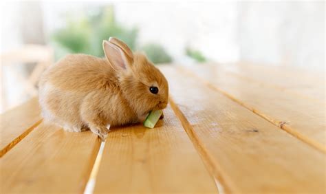 Cómo Alimentar Correctamente A Un Conejo Bekia Mascotas