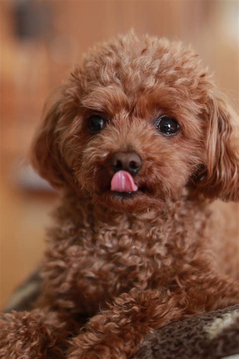 poodle puppies  perfect pups talk  dogs
