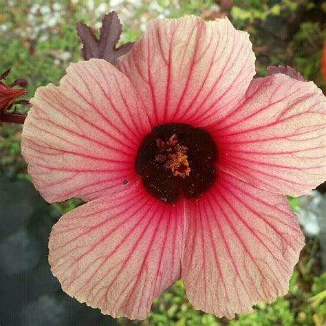 Organic, cut & sifted hibiscus flower. Cranberry #hibiscus flowers are beautiful & the leaves are ...