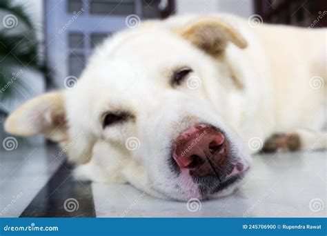 A Close Up Shot Of Nose Of A Sleeping White Dog With Eyes Closed Stock