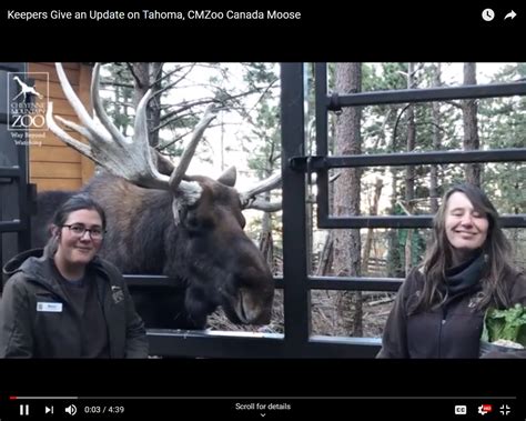 Cmzoos Aging Canada Moose Gets Special Care Cmzoo
