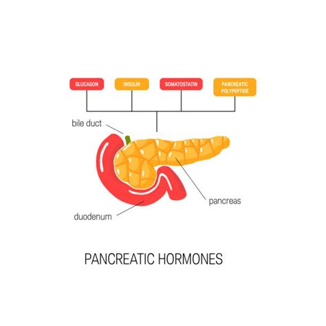 Pancreas In Body Cartoon Illustrations Royalty Free Vector Graphics
