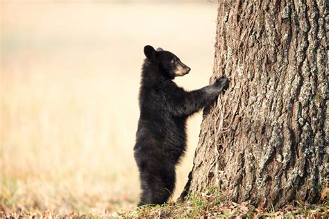 Incredible Cades Cove Photo Of A Black Bear Cub Putting His Paws On A