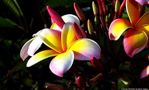 Hawaiis Flowers Are As Intricate And Alluring As Their Names