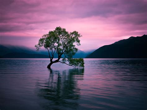 Download Lonely Tree Pink Sunset Lake Silhouette Nature Tree Hd