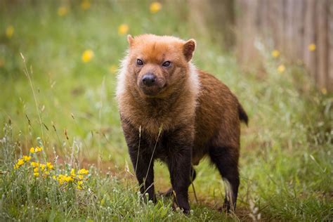 A New Pack Of Bush Dogs Move Into Woburn Safari Park Woburn Safari Park