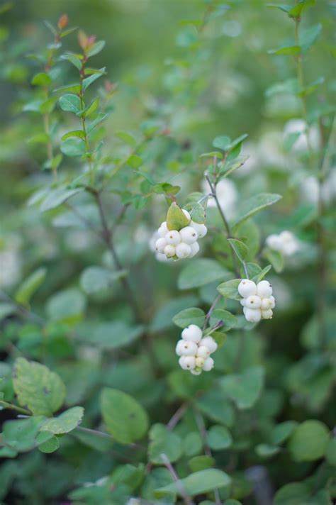 Snowberry For Sale In Boulder Colorado