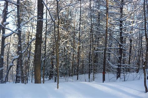 Climate Change Winter Warming Harming Forests Research