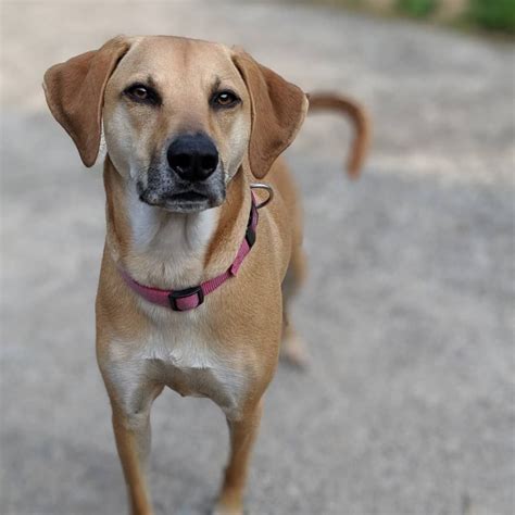 Mountain Cur The Perfect Dog For The Adventurous And Outdoor