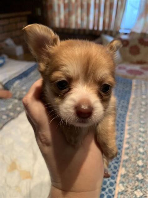 Tiny Teacup Chihuahua Pups Only 400 G Chocolate Runt Still Available