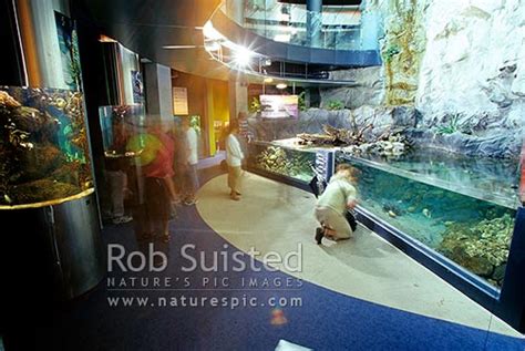National Aquarium Of New Zealand Rocky Shore Section Napier City