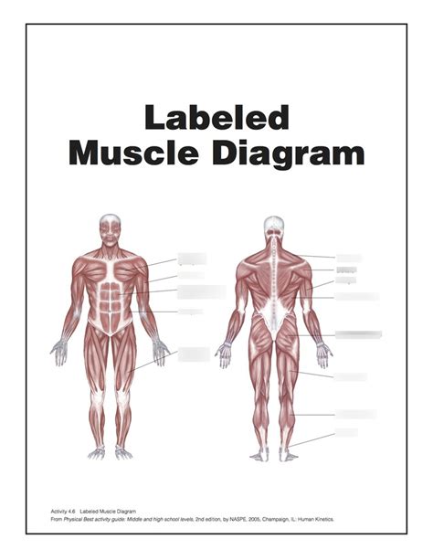 Muscle Diagram Quiz Diagram Quizlet