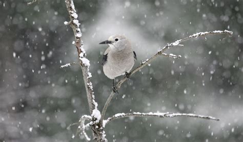 How Birds Survive Winter And How We Can Help Talmage Farm Agway
