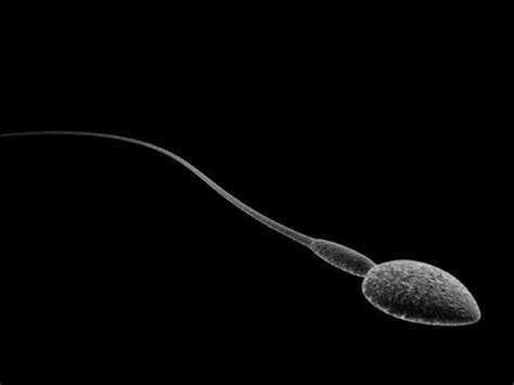 Sperm Character Human Anatomy 3d Models