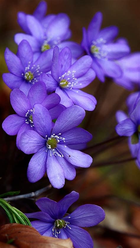 Wallpaper Spring Blue Purple Flowers 1920x1200 Hd Picture